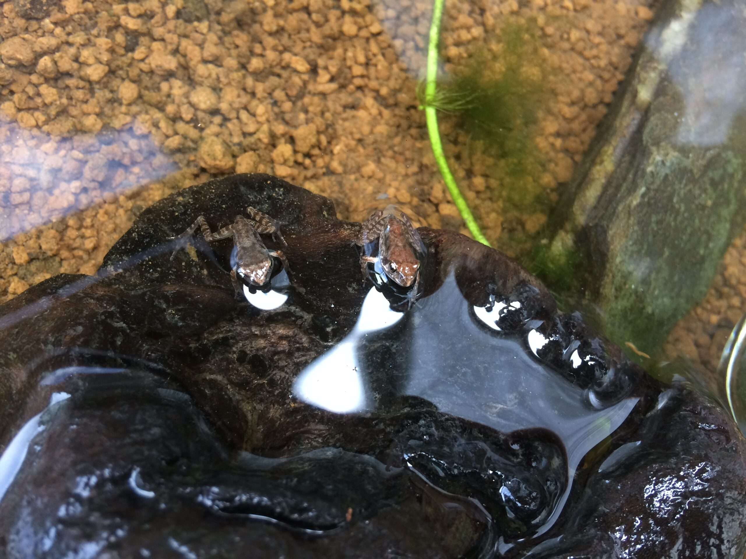 オタマジャクシからカエルの水槽レイアウト例 九州アクア日和