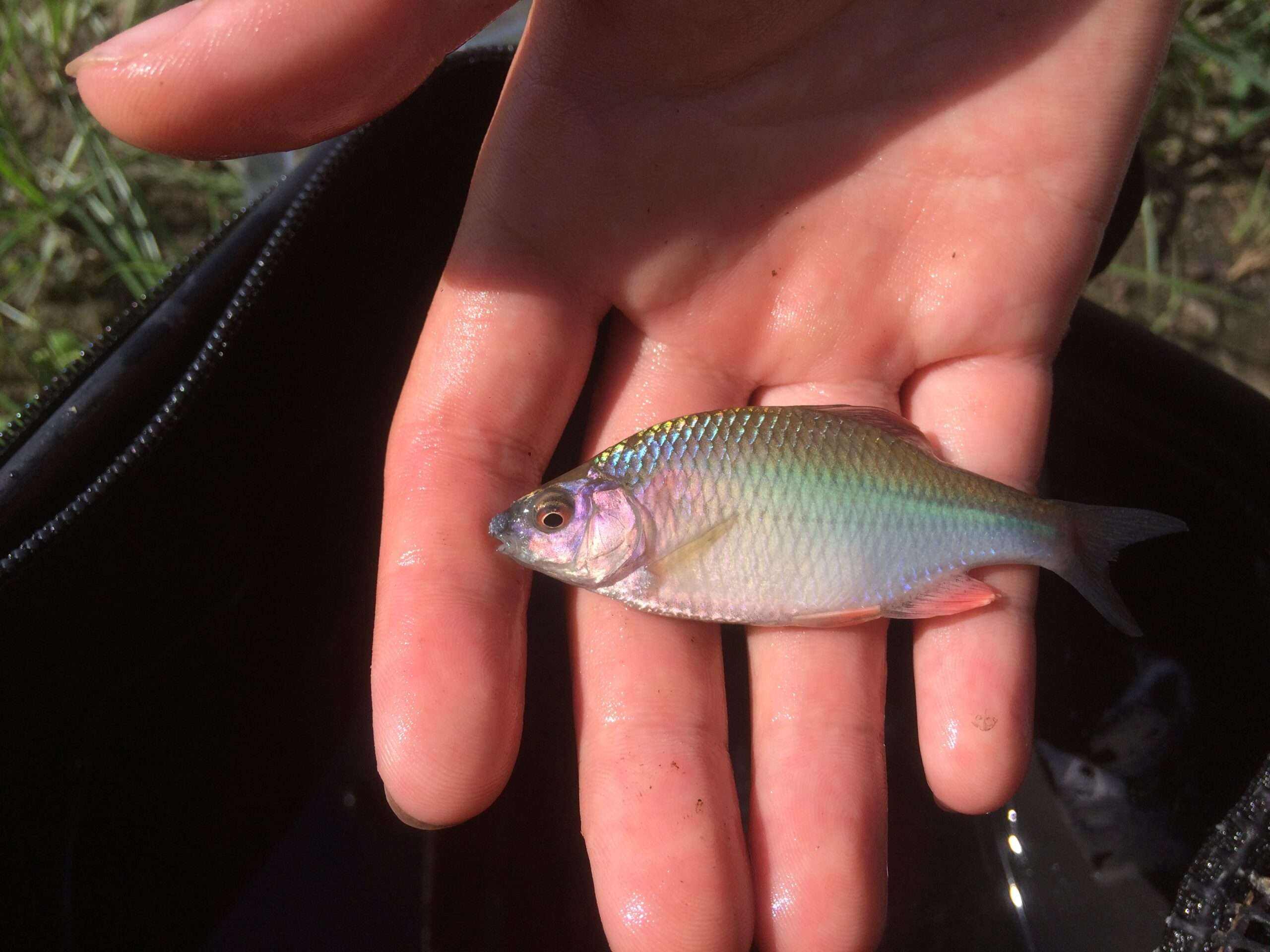 カネヒラ 10匹(5ペア)(約6～7センチ)(タナゴ)