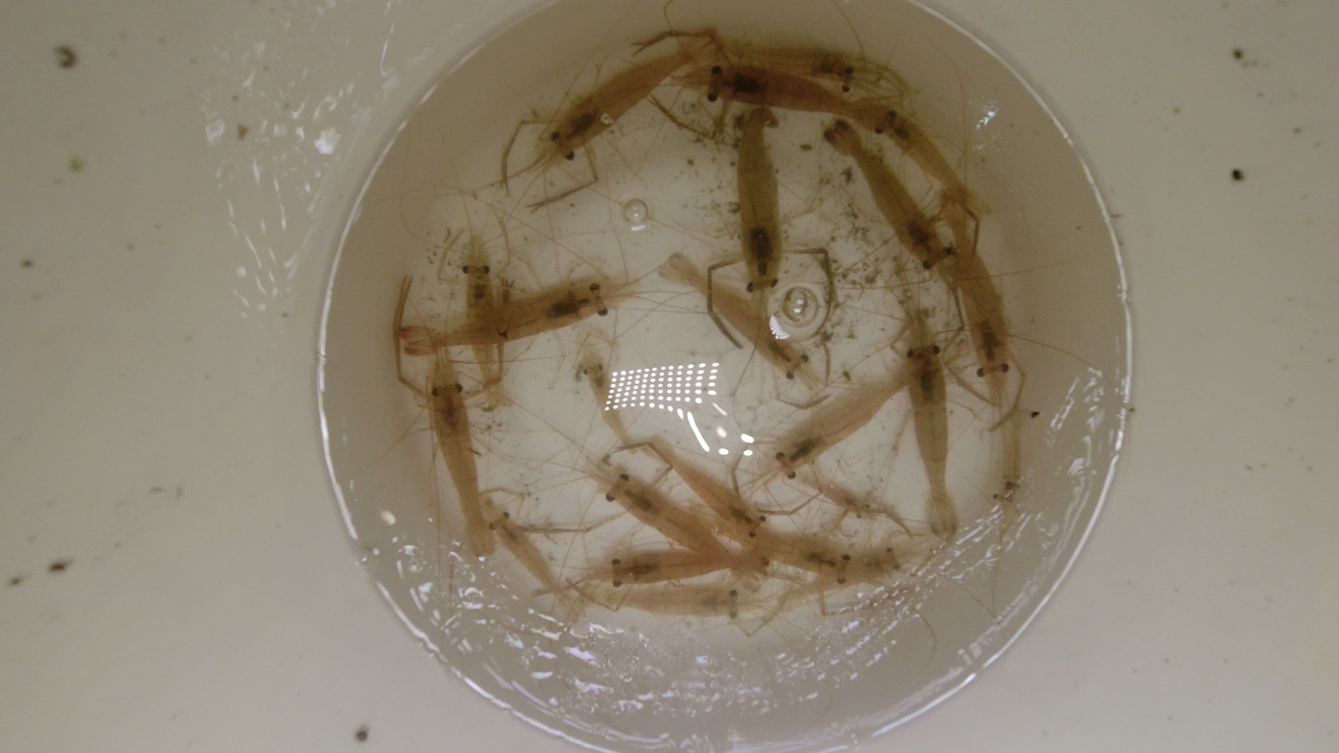 福岡県矢部川支流で手長エビをエビダモで捕る 九州アクア日和