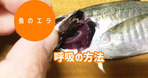 熱帯魚 | 九州アクア日和