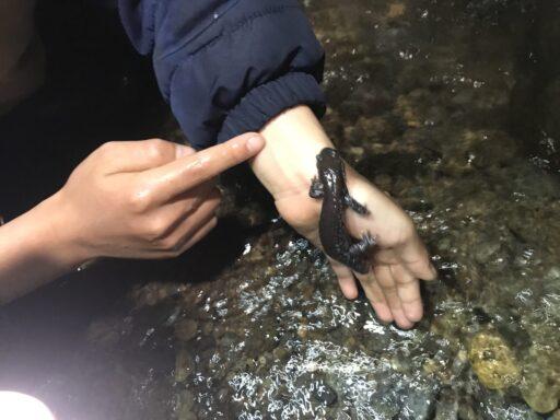 中国の動物 - オオサンショウウオまたはアンドリアス・ダビディアヌス